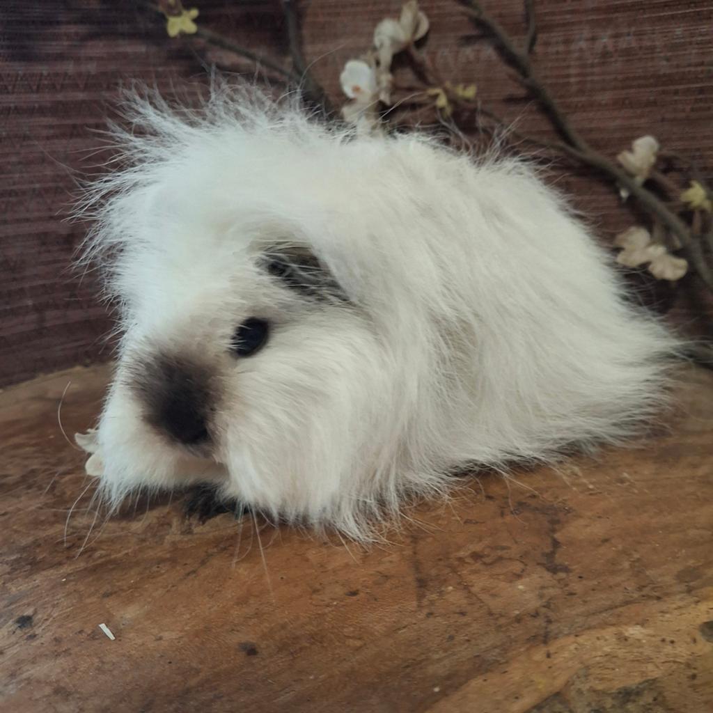Ch teddy cavia zeugjes, Dieren en Toebehoren, Maart, Vrouwelijk, Cavia
