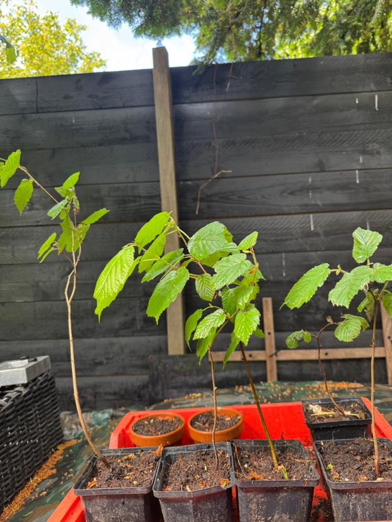 Hazelaar plantjes, Tuin en Terras, Planten | Bomen, Ophalen of Verzenden, Volle zon, Overige soorten, Minder dan 100 cm
