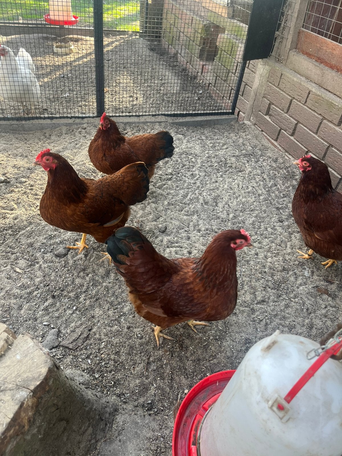 Barnevelder kriel  drie hennen en haan, Vrouwelijk, Kip