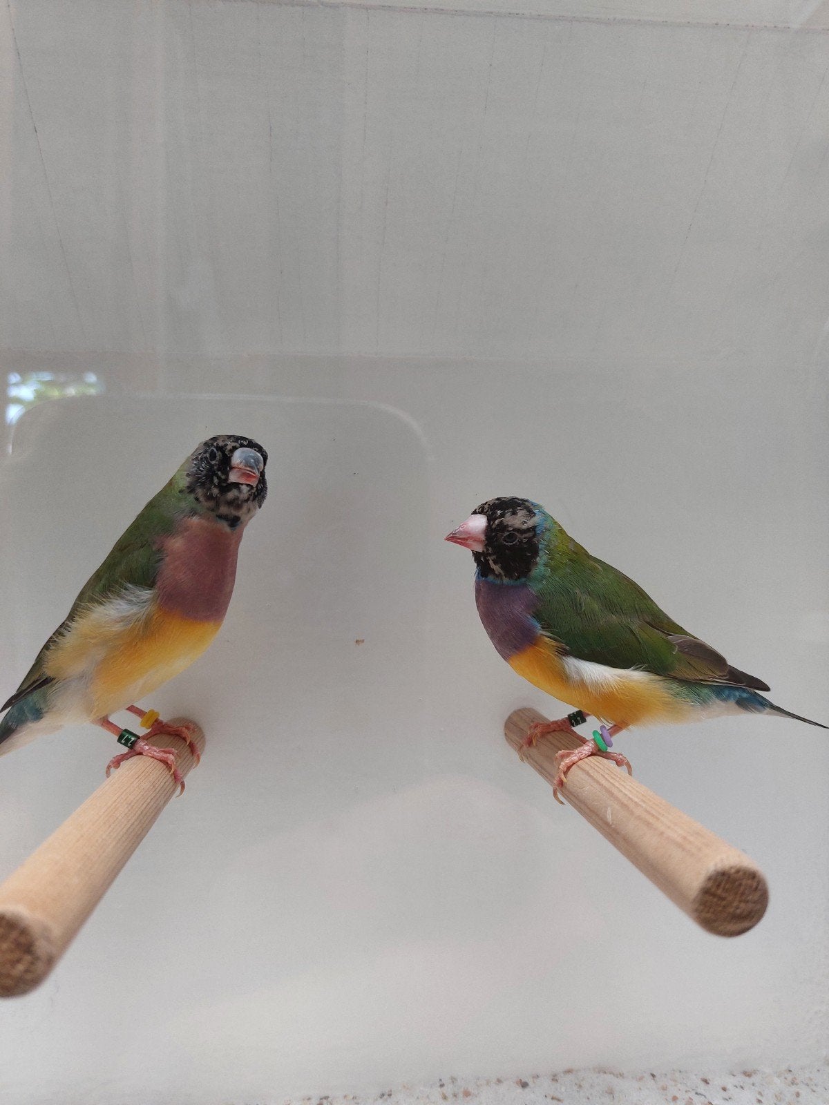 Koppeltje Gouldamadine,, Meerdere dieren, Geringd