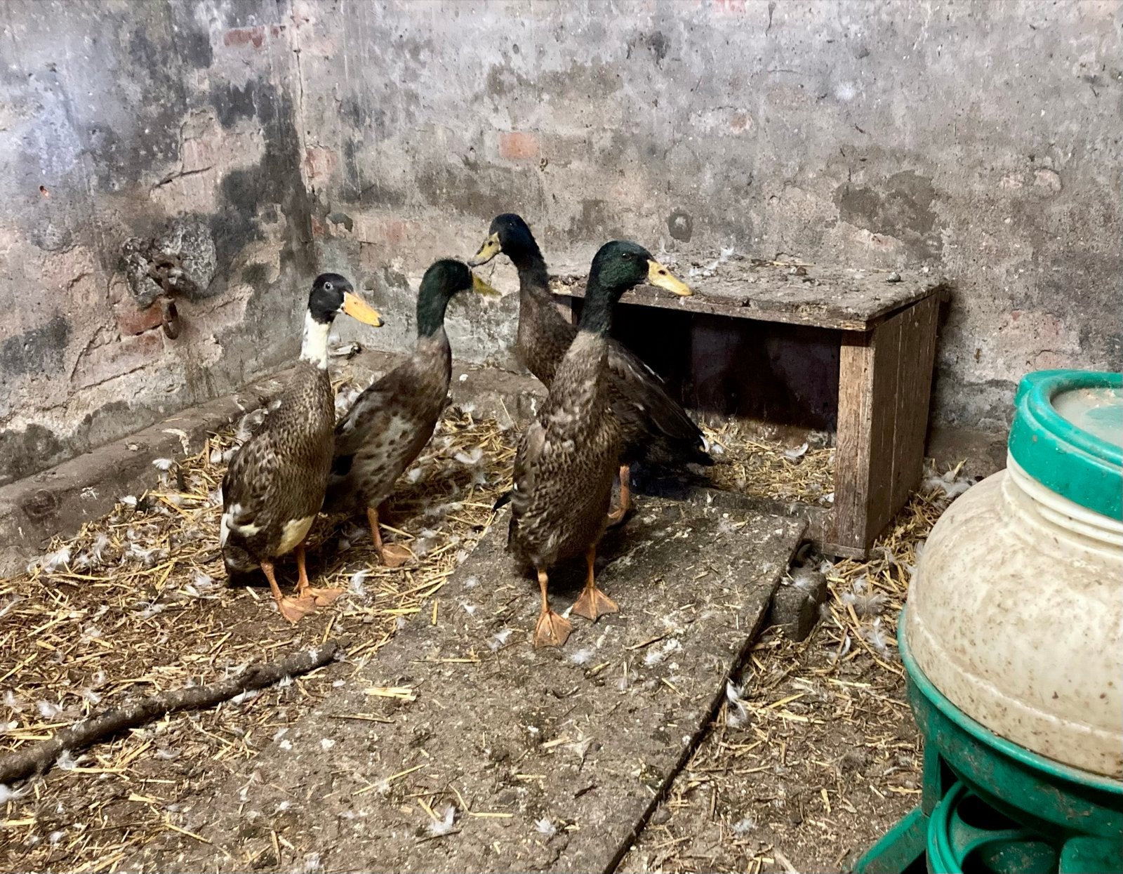 4 jonge loopeendjes (woerden), Meerdere dieren, Eend