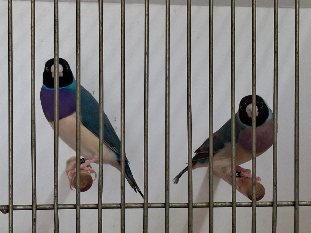 blauwe gouldamadines, Meerdere dieren, Tropenvogel, Geringd