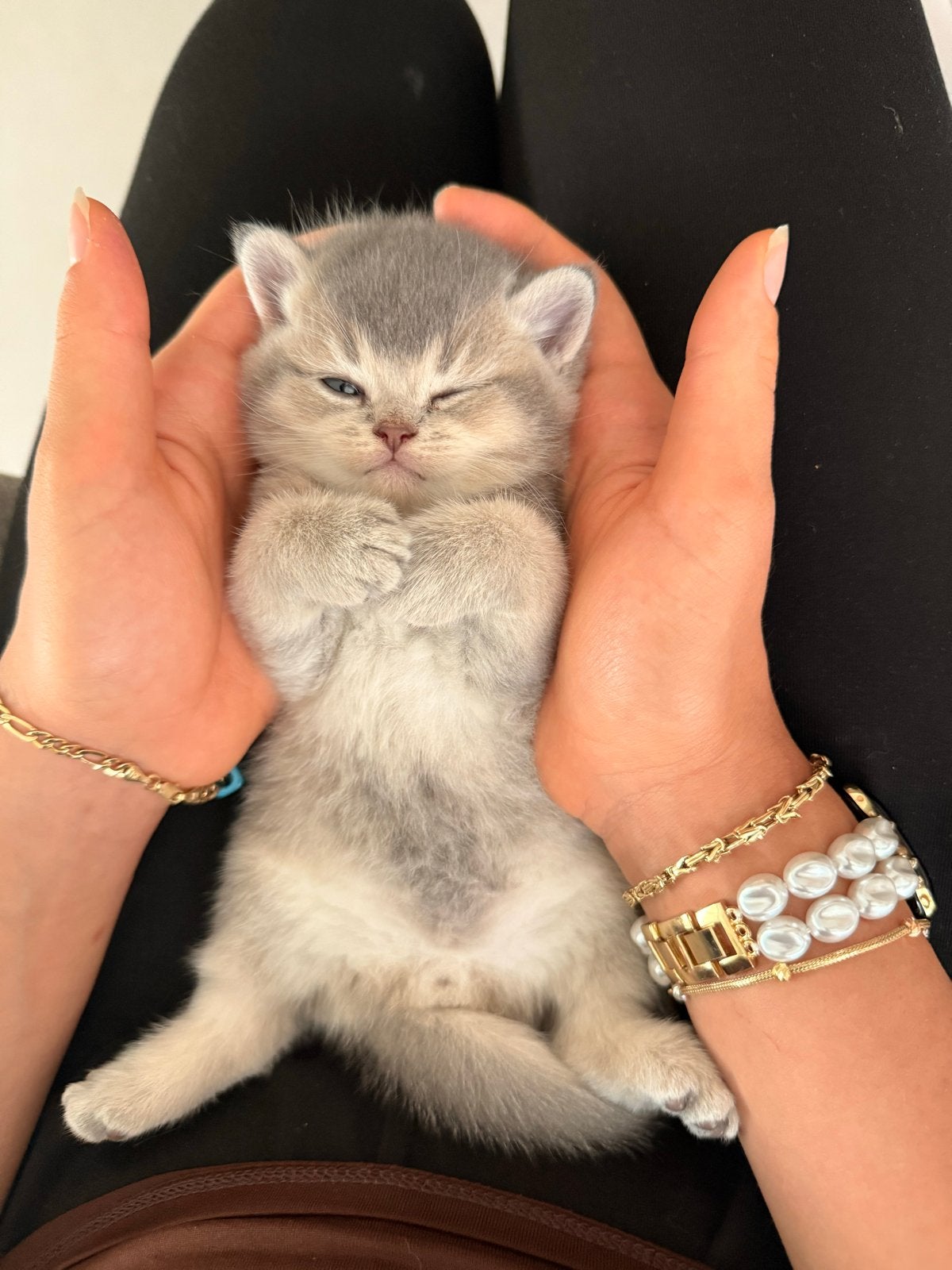 Grijze britse korthaar, Dieren en Toebehoren, Kater, Kortharig, 0 tot 2 jaar