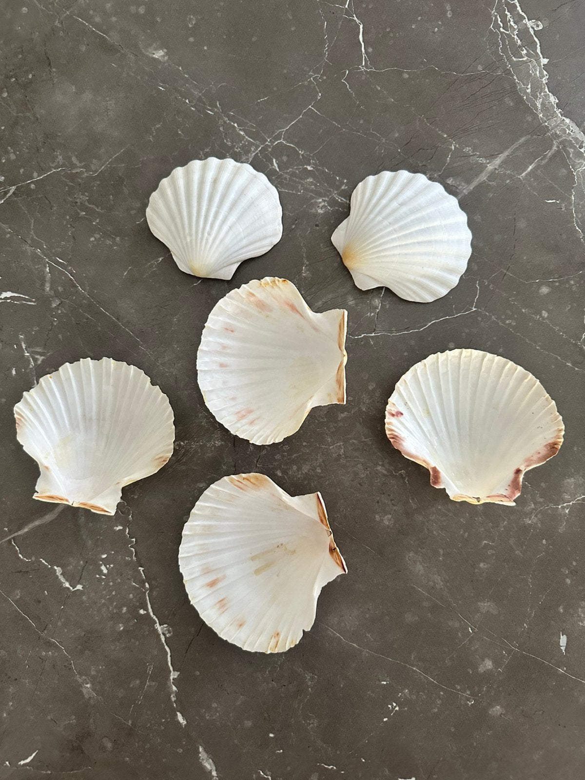 Coquilleschelpen. 6 Stuks., Huis en Inrichting, Keuken | Servies, Ophalen of Verzenden, Overige stijlen, Glas, Schaal of Schalen