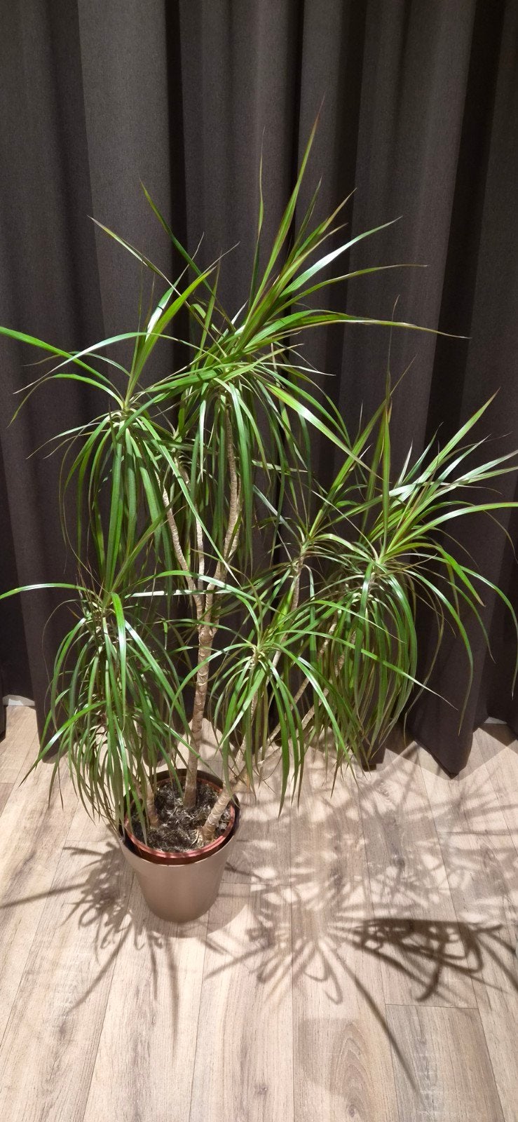 Dracaena, Bloeit niet, Overige soorten, 100 tot 250 cm, Ophalen
