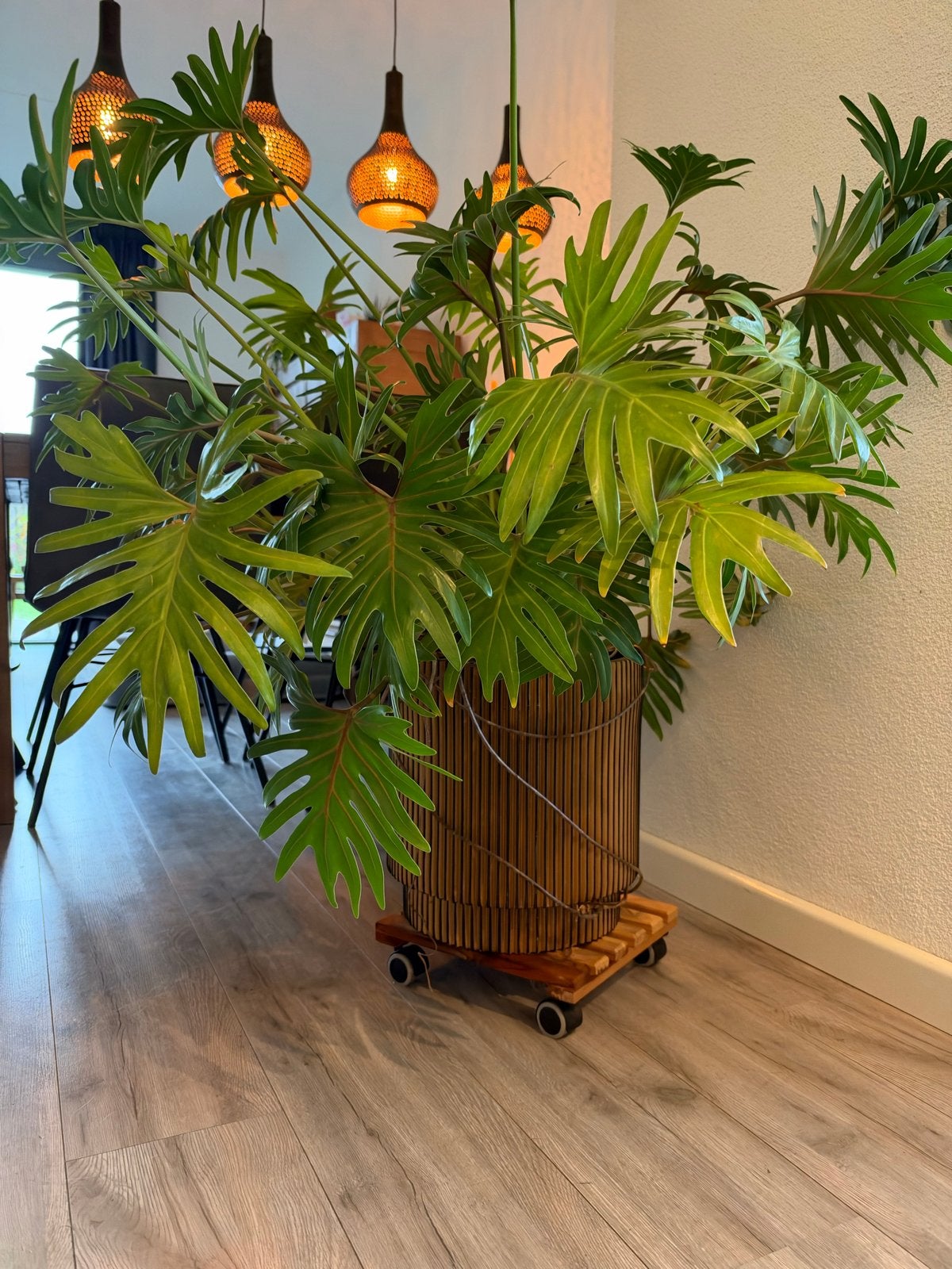Grote Philodendron Selloum - Prachtige Kamerplant, Huis en Inrichting, Ophalen, 100 tot 150 cm, Overige soorten, Halfschaduw