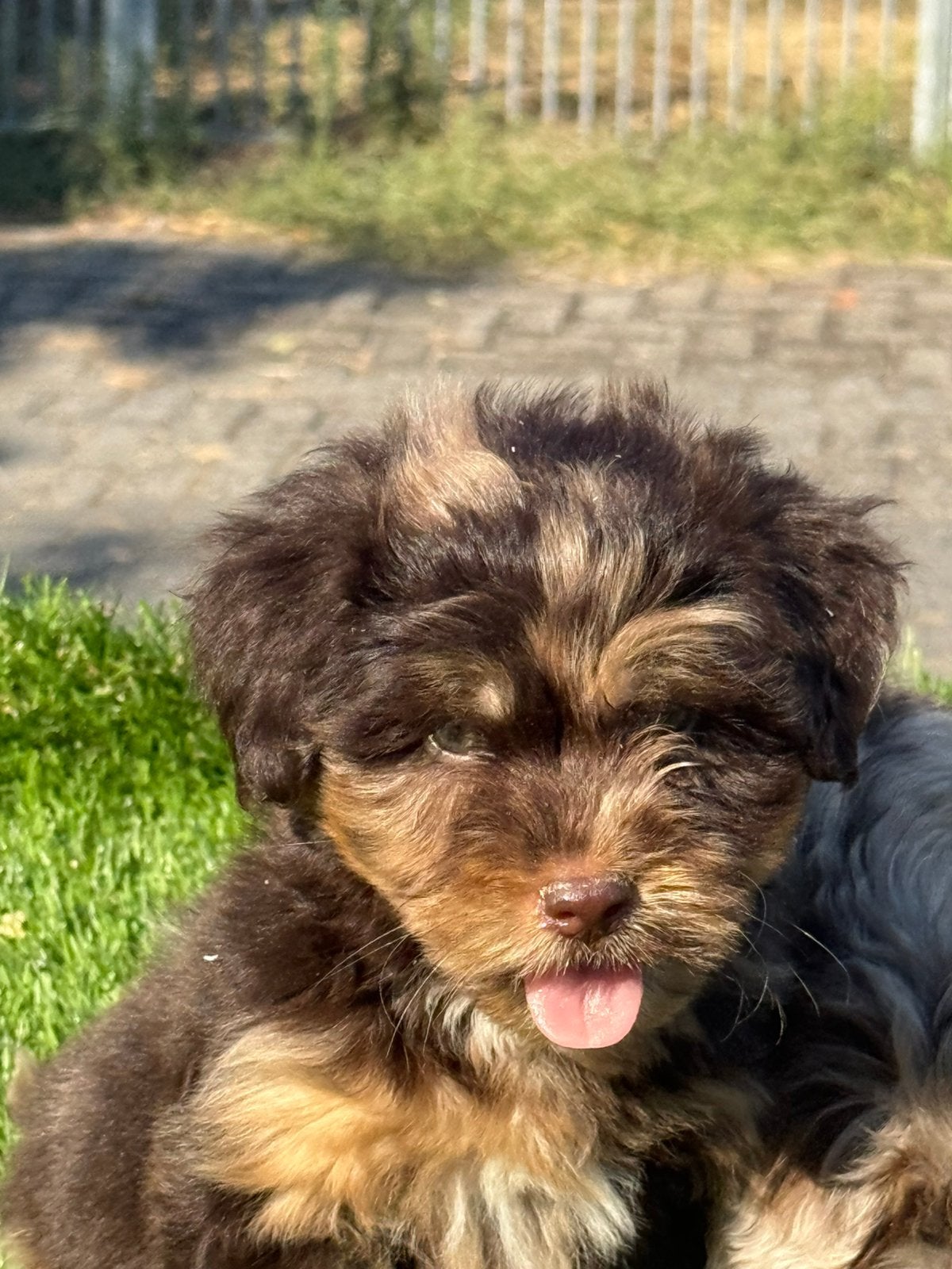 Boomer maltezer poedel shih tzu maltipoo pups, Dieren en Toebehoren, Parvo, Nederland, Overige rassen, 8 tot 15 weken