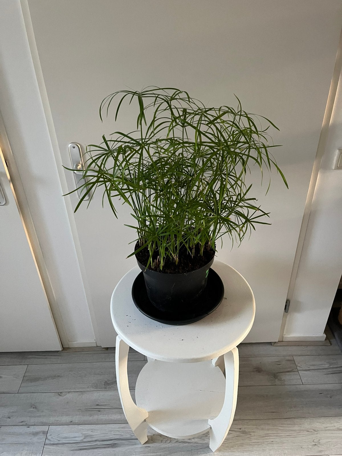 Parapluplant kamerplant, Ophalen, Halfschaduw, Minder dan 100 cm