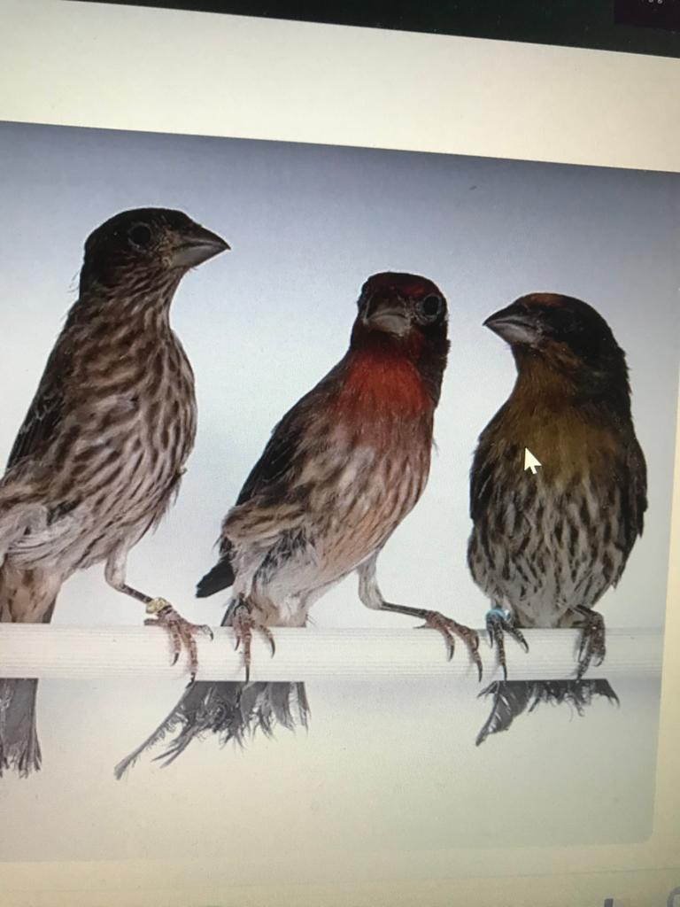 Stel roodmussen, Dieren en Toebehoren, Vogels | Overige Vogels, Meerdere dieren, Geringd
