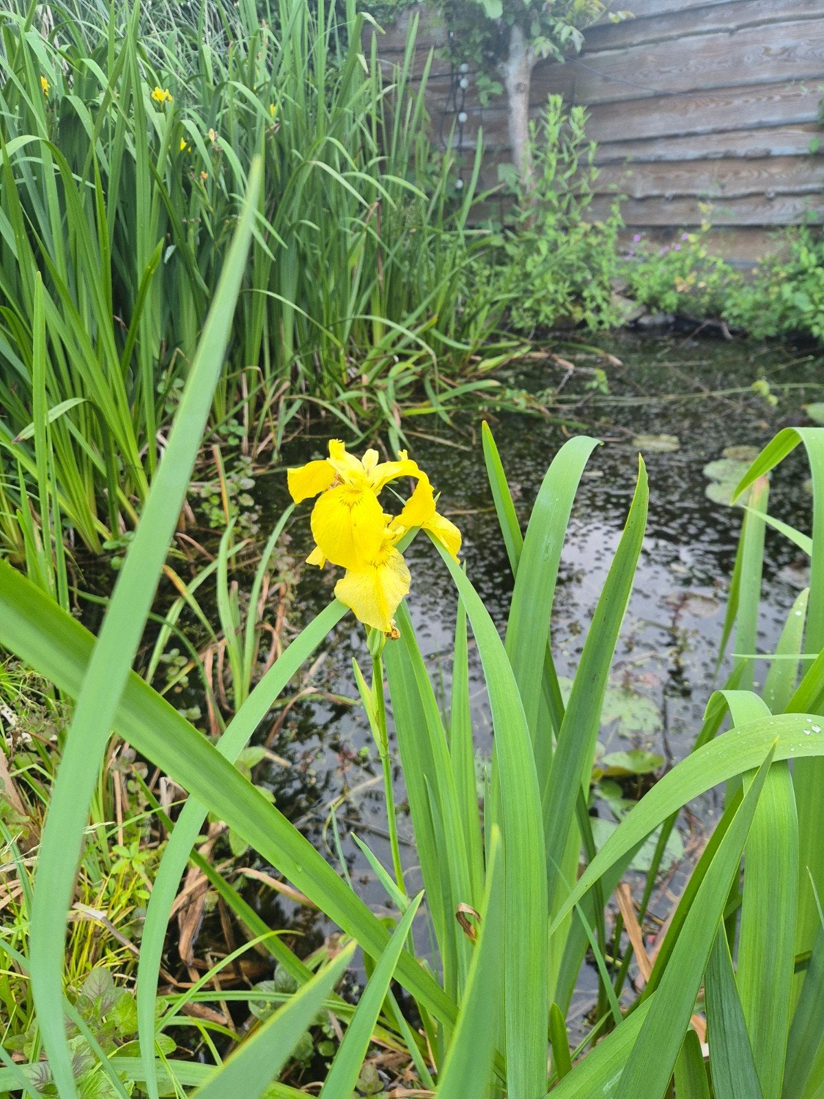 Waterplanten: Gele Lis, Ophalen, Gebruikt