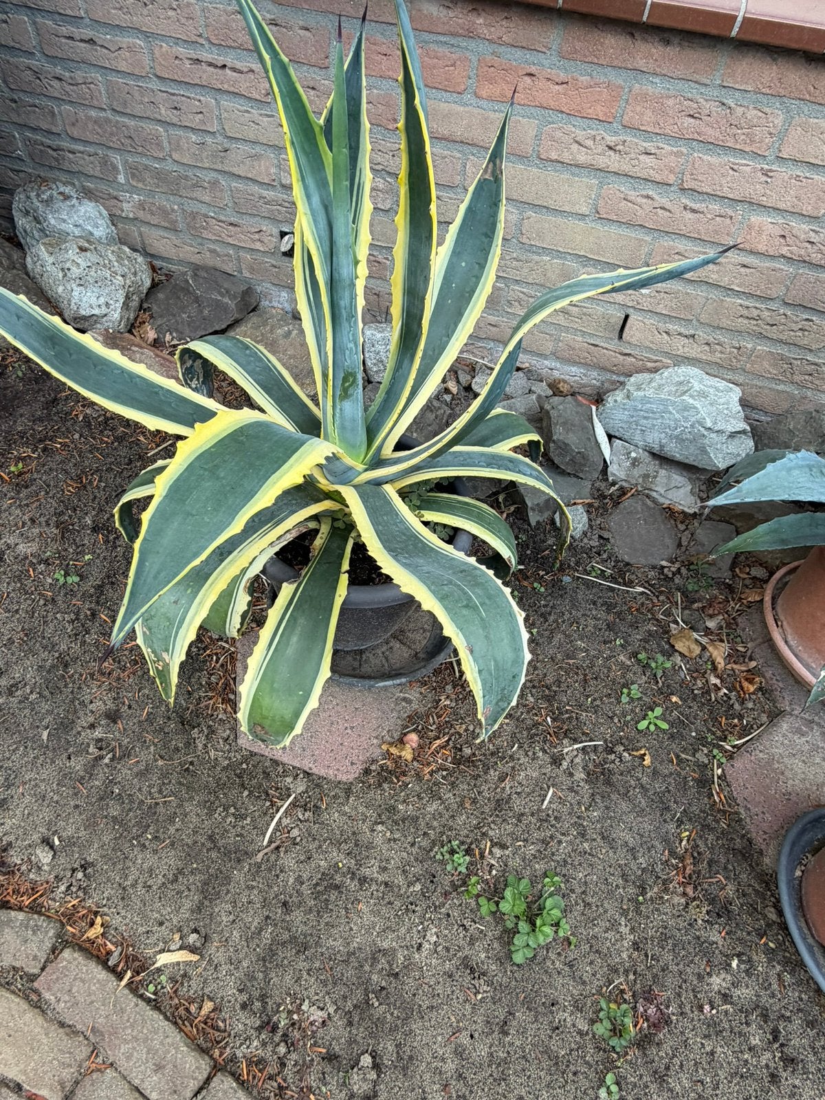 Mooie agave incl pot., Volle zon, Vaste plant, Bloeit niet, Ophalen
