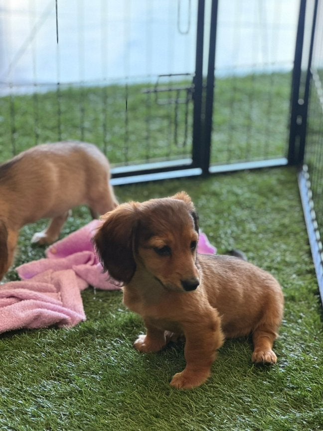 Dwergteckels pups langharige, 15 weken tot 1 jaar, Teef, Dwerg, Langhaar