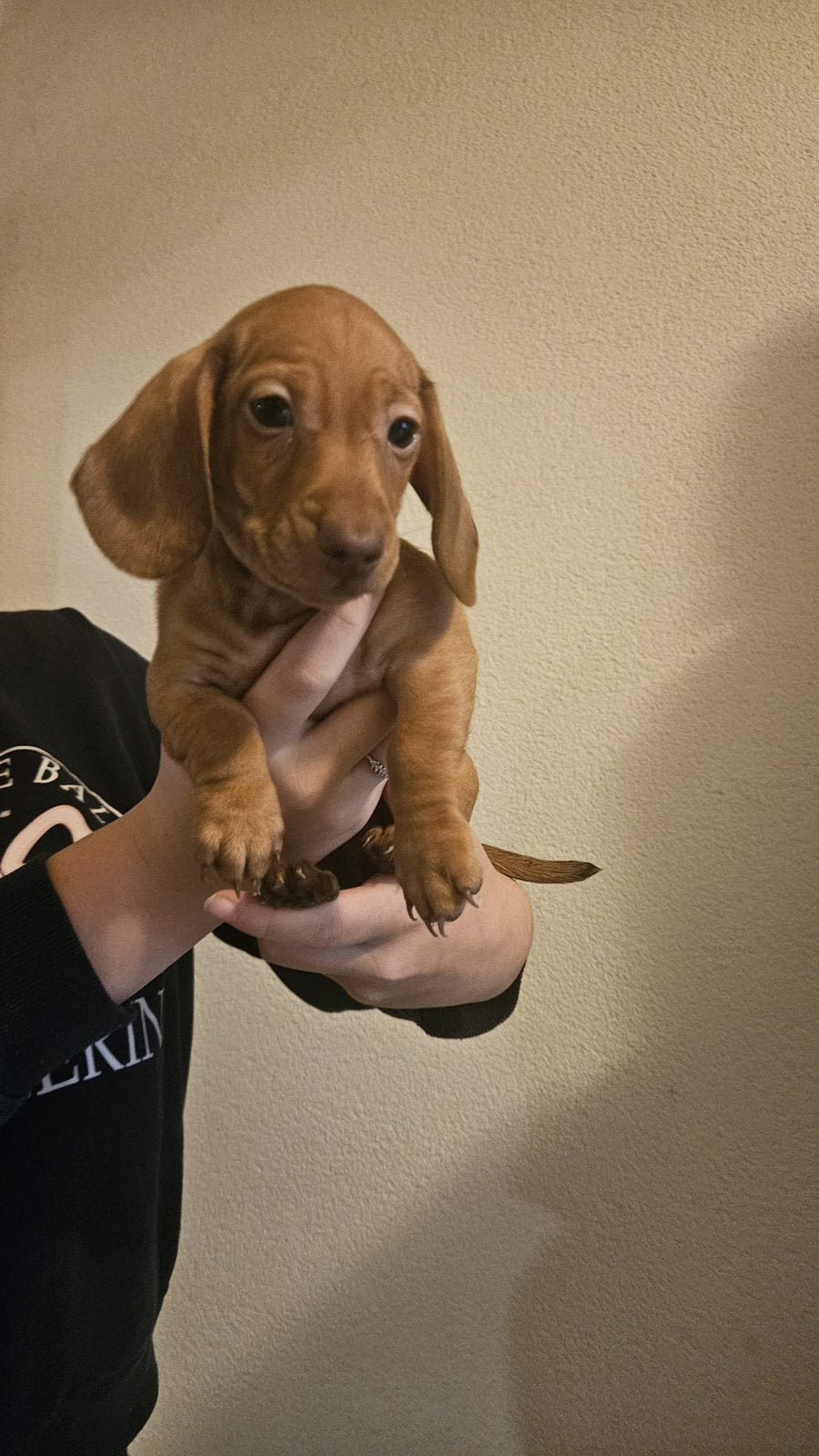 Te 4 super mooi kanichen teckels pup, Kaninchen, Reu, CDV (hondenziekte), 8 tot 15 weken