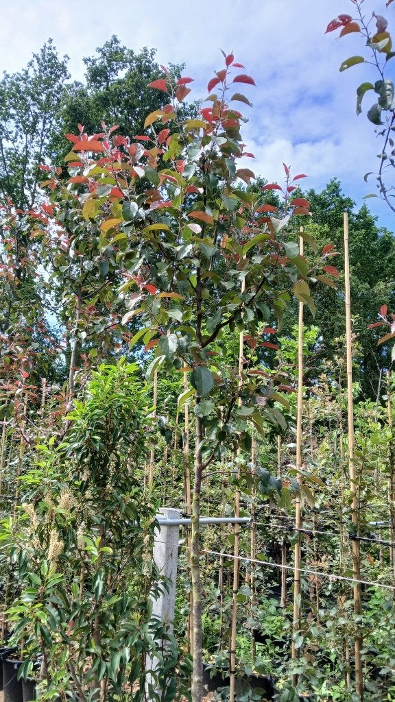 Malus mokum boom (sierappel), Lente, 250 tot 400 cm, Volle zon, In pot