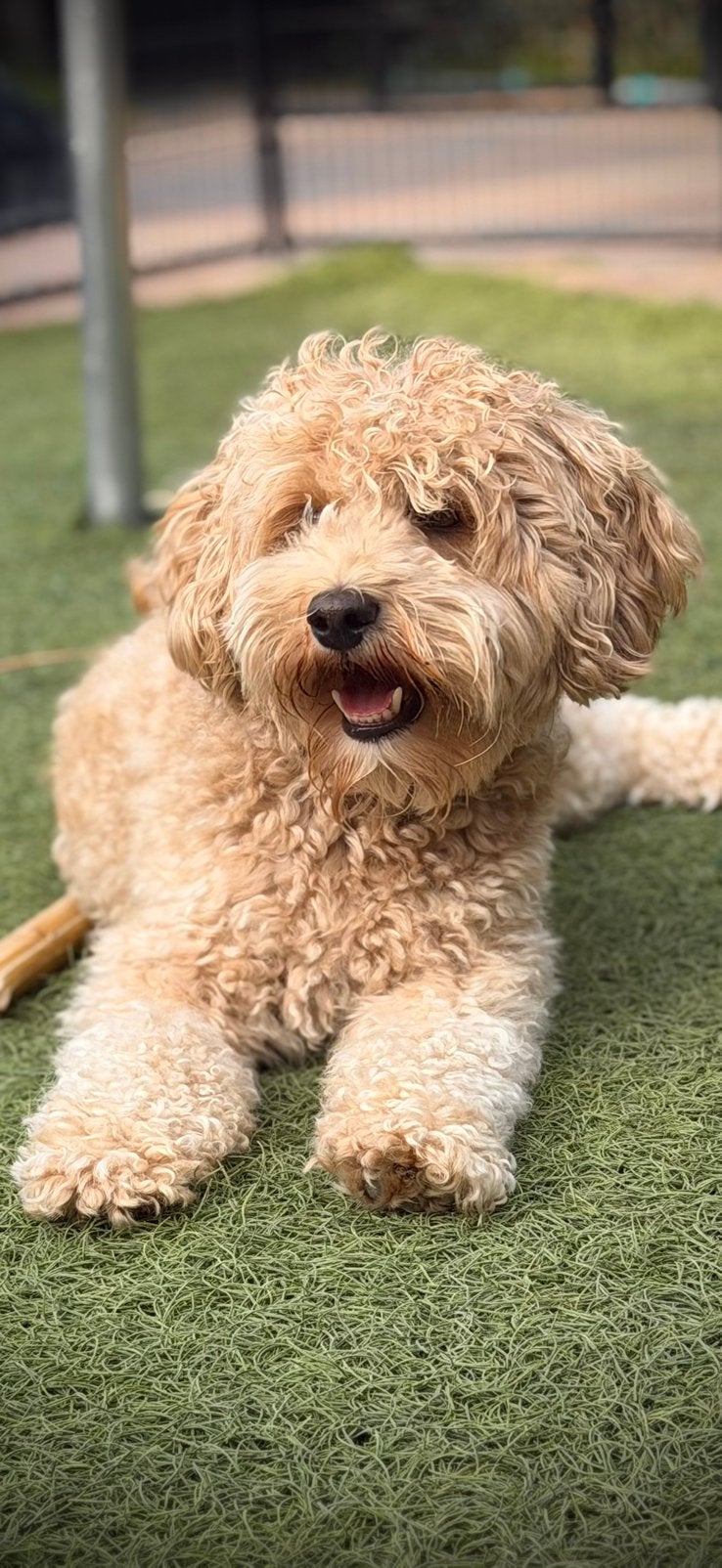 Mini Australian labradoodle Bodhi, Dieren en Toebehoren, Reu, CDV (hondenziekte), Eén hond, 3 tot 5 jaar
