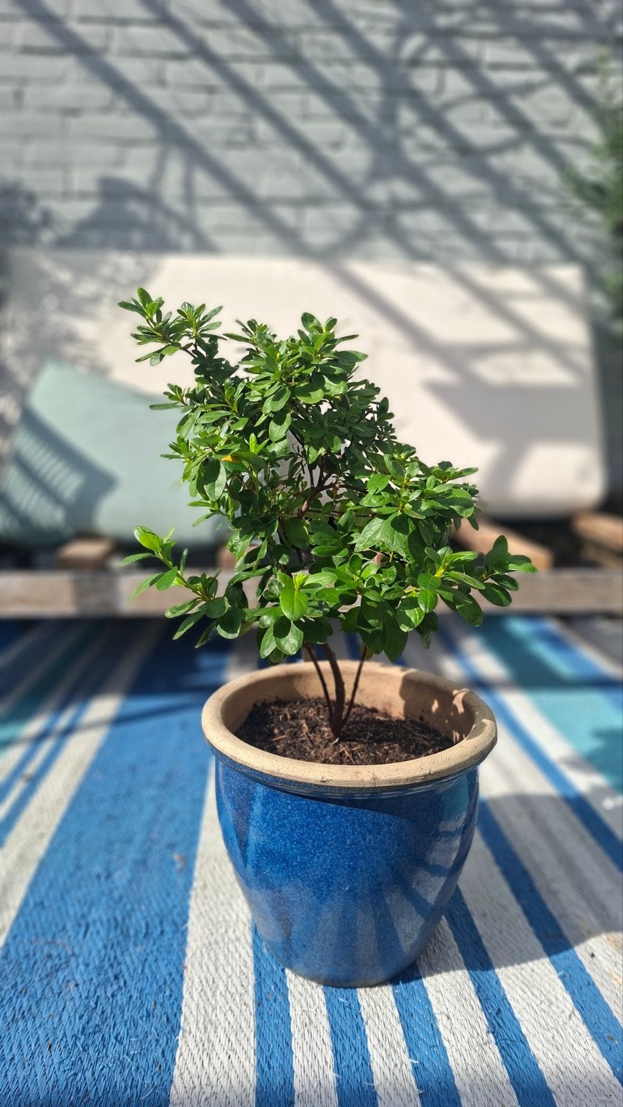 Japanse Azalea (witbloeiend) 35cm zonder pot / Pre-Bonsai, Ophalen, Overige soorten, Halfschaduw