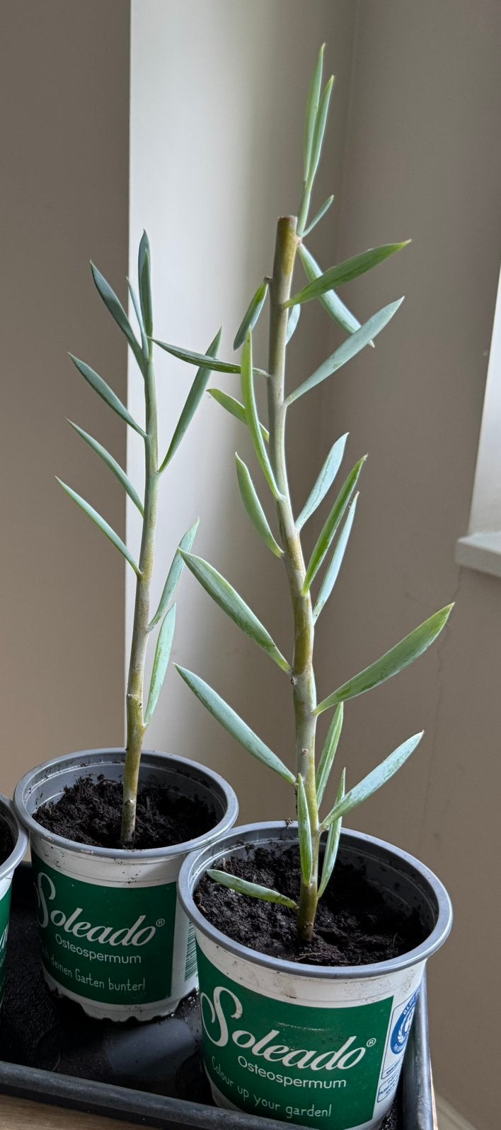 Senecio Mount Everest - Gewortelde stekken 2 voor €2,00, Huis en Inrichting, Ophalen, Vetplant, In pot, Minder dan 100 cm