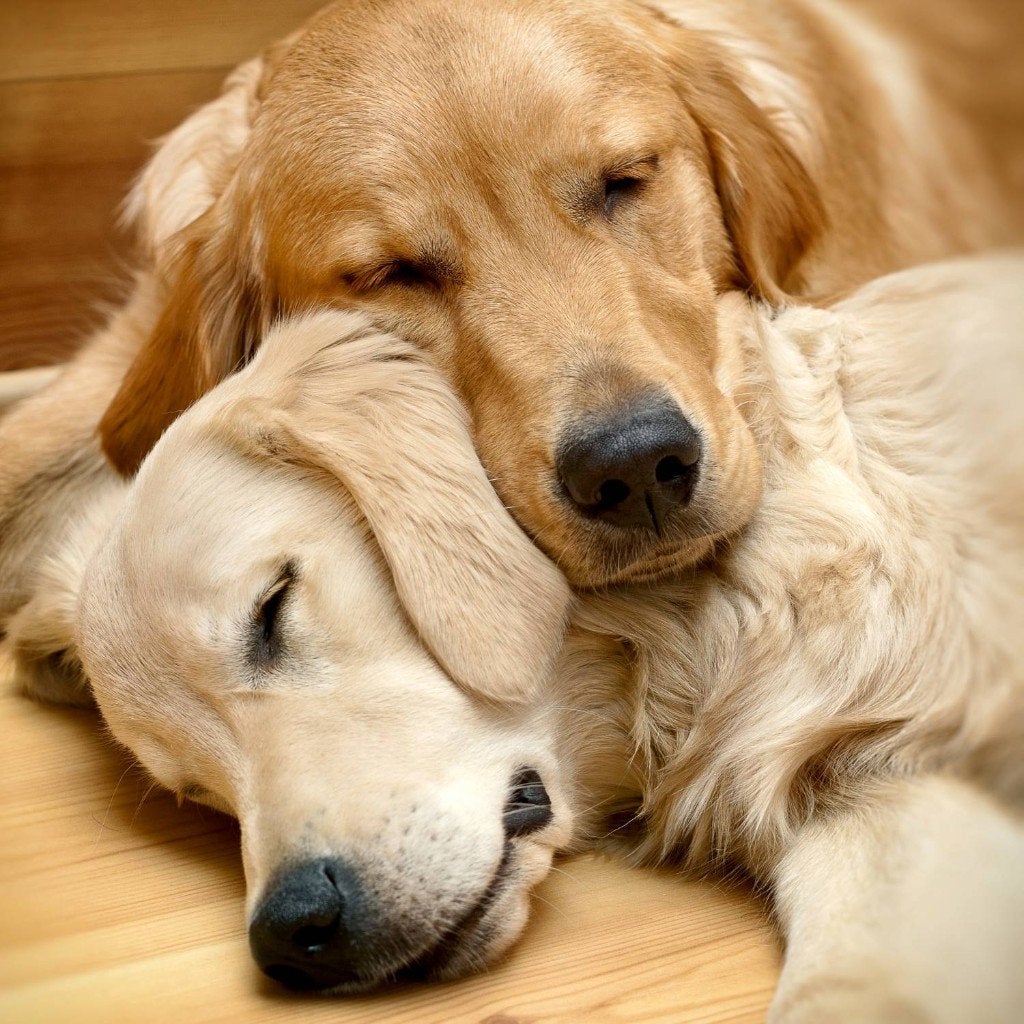 Logeeradres | Opvang Hond(en) AANGEBODEN, Ophalen of Verzenden, Nieuw