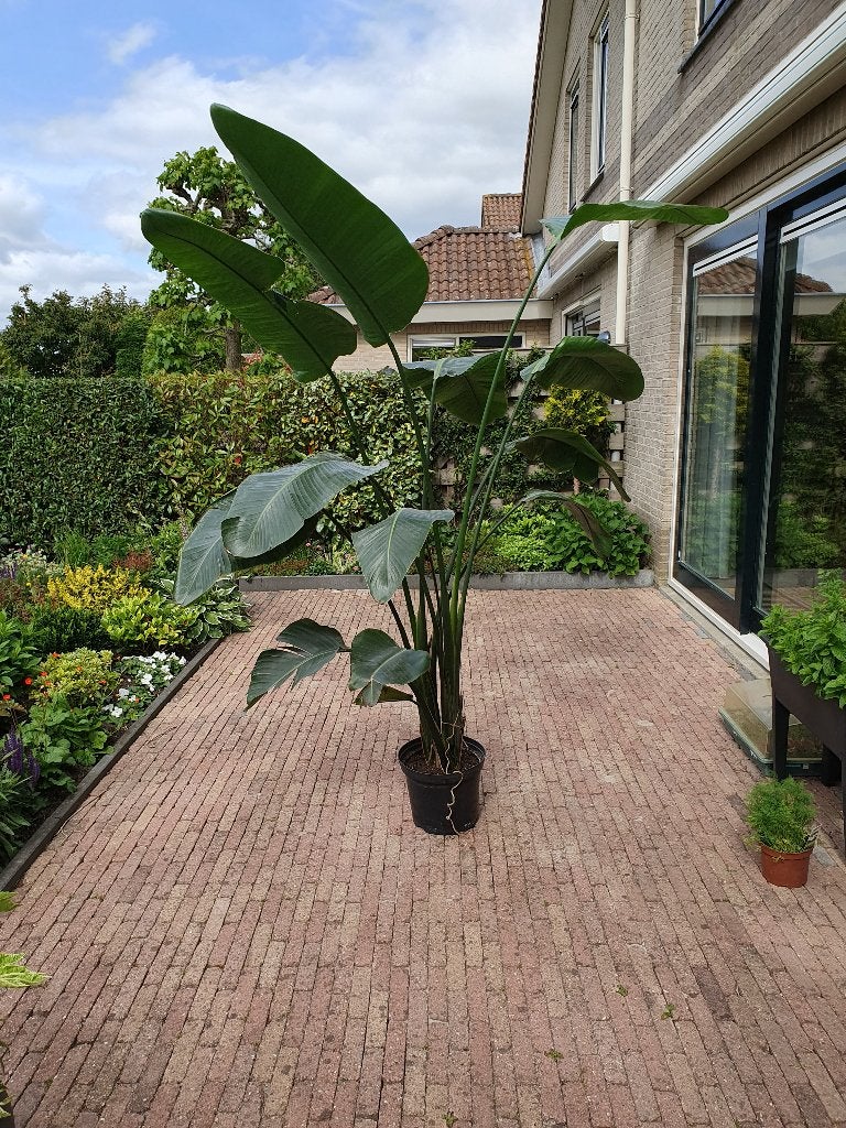 Mooie Strelitzia plant, Ophalen, 200 cm of meer, Overige soorten, Halfschaduw