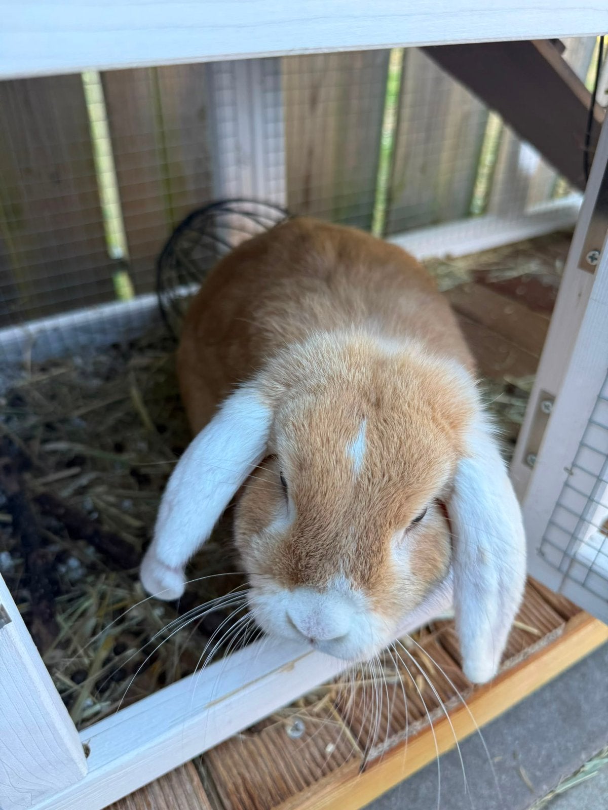Dwergkonijnen alles inclusief, Dieren en Toebehoren, Meerdere dieren, Dwerg