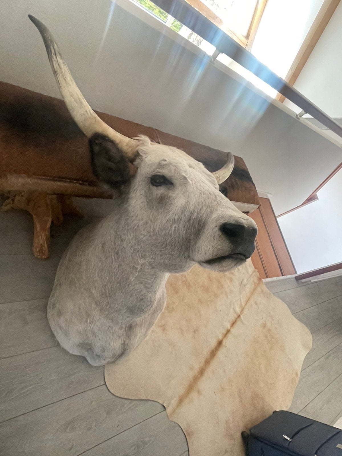 Hongaars steppenrund taxidermie, Verzamelen, Ophalen of Verzenden, Zo goed als nieuw, Opgezet dier