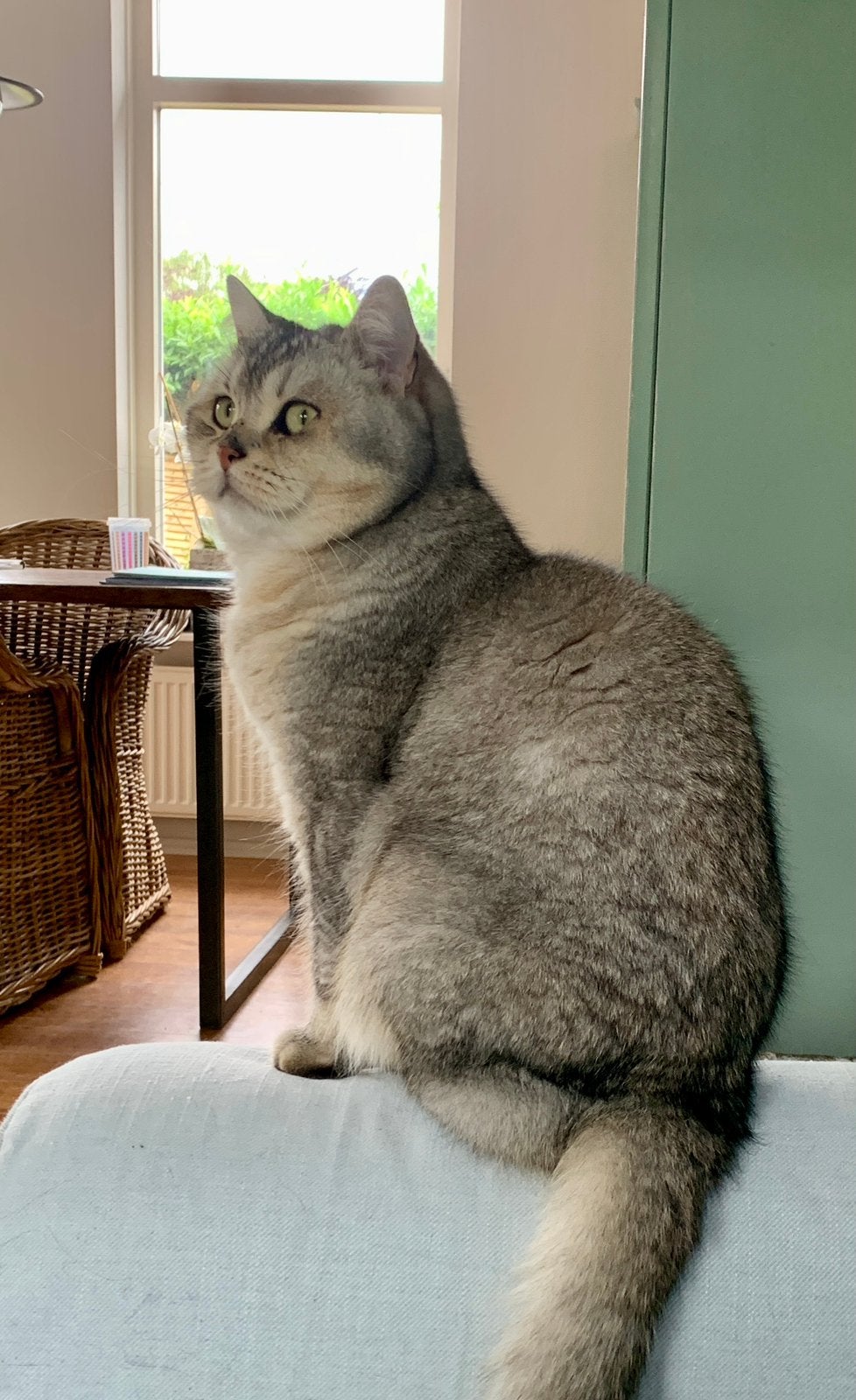 Silver shaded Brits Korthaar kater, Kater, Gechipt