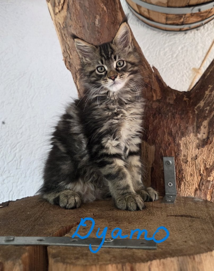 Prachtige Maine Coon kittens - onbevangen, grote pluimen, Dieren en Toebehoren, Meerdere dieren, Met stamboom, 0 tot 2 jaar