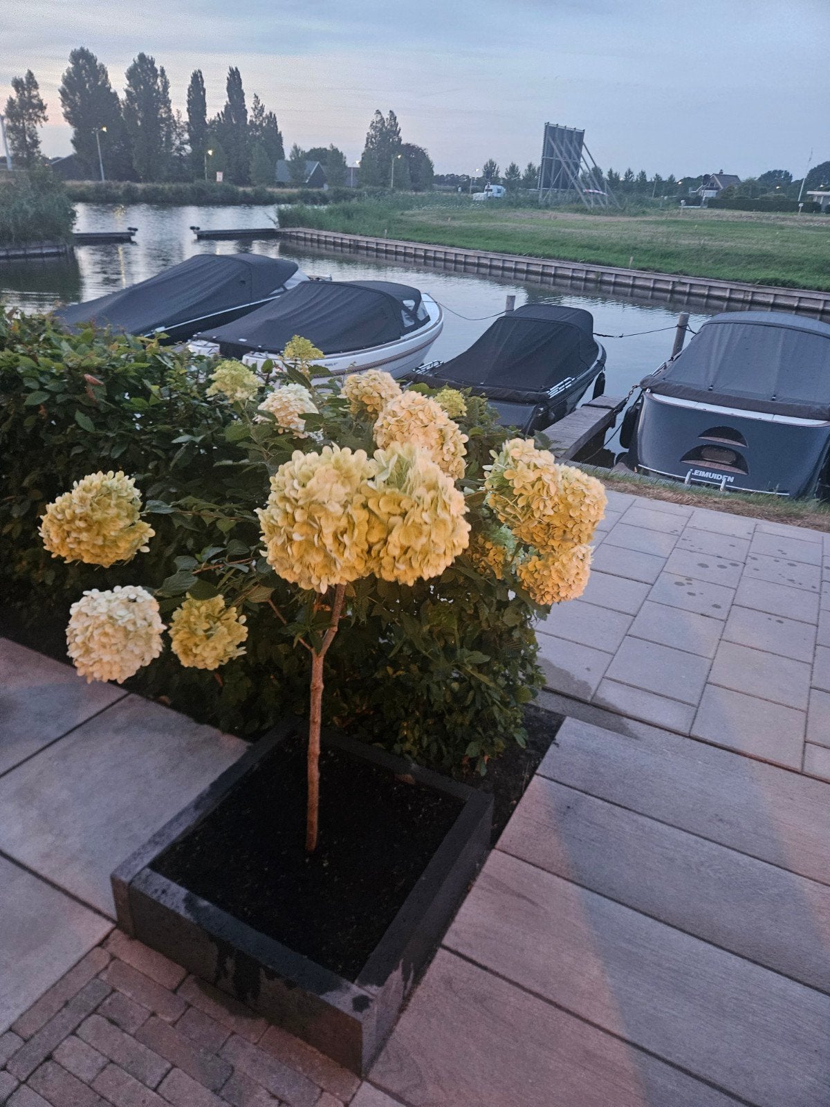 Hydrangea paniculata 'Limelight' op stam,, Ophalen, Nieuw, Rond, 60 cm of meer