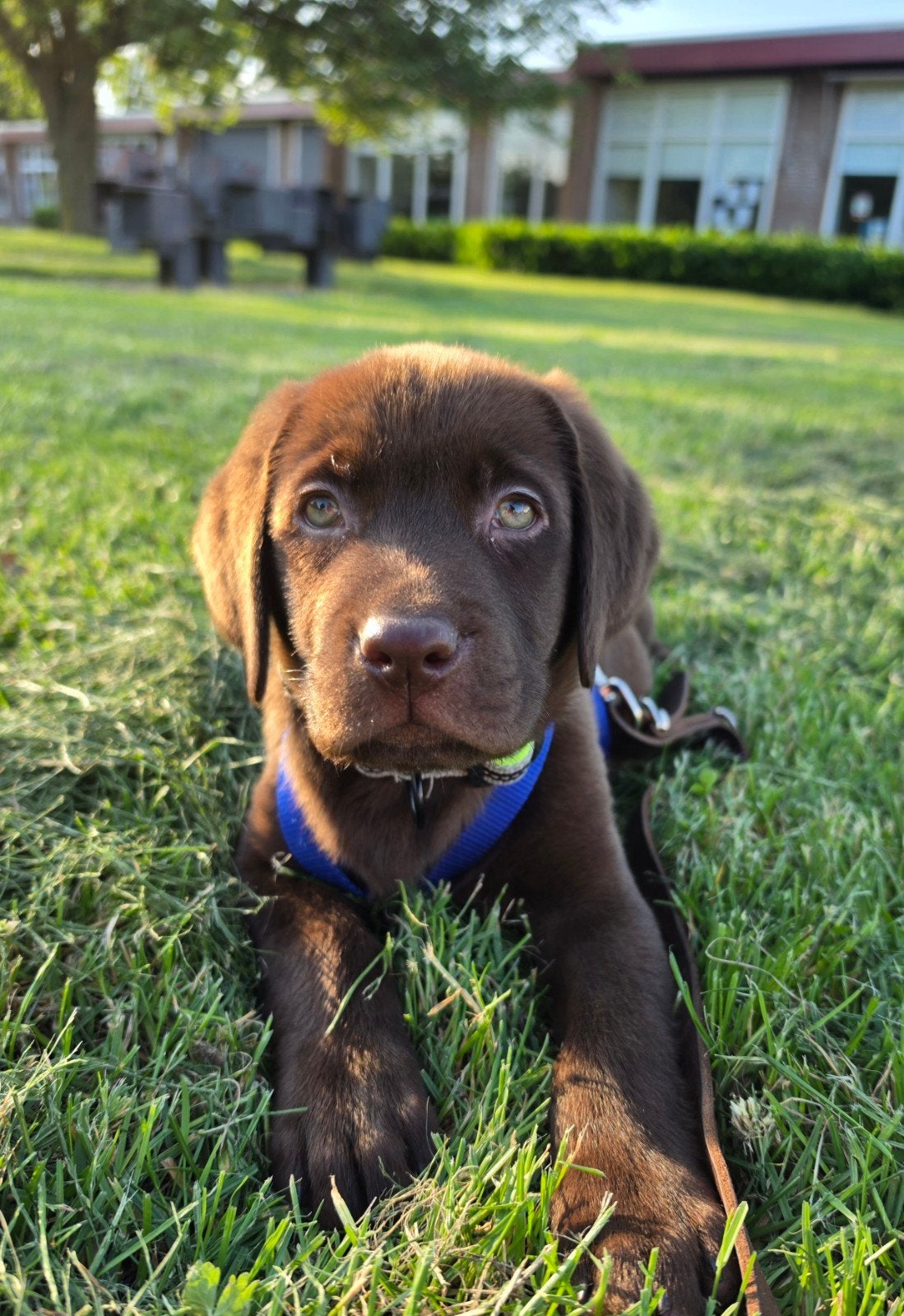 Lieve labrador pup reutje, Parvo, Reu, 8 tot 15 weken, Labrador retriever