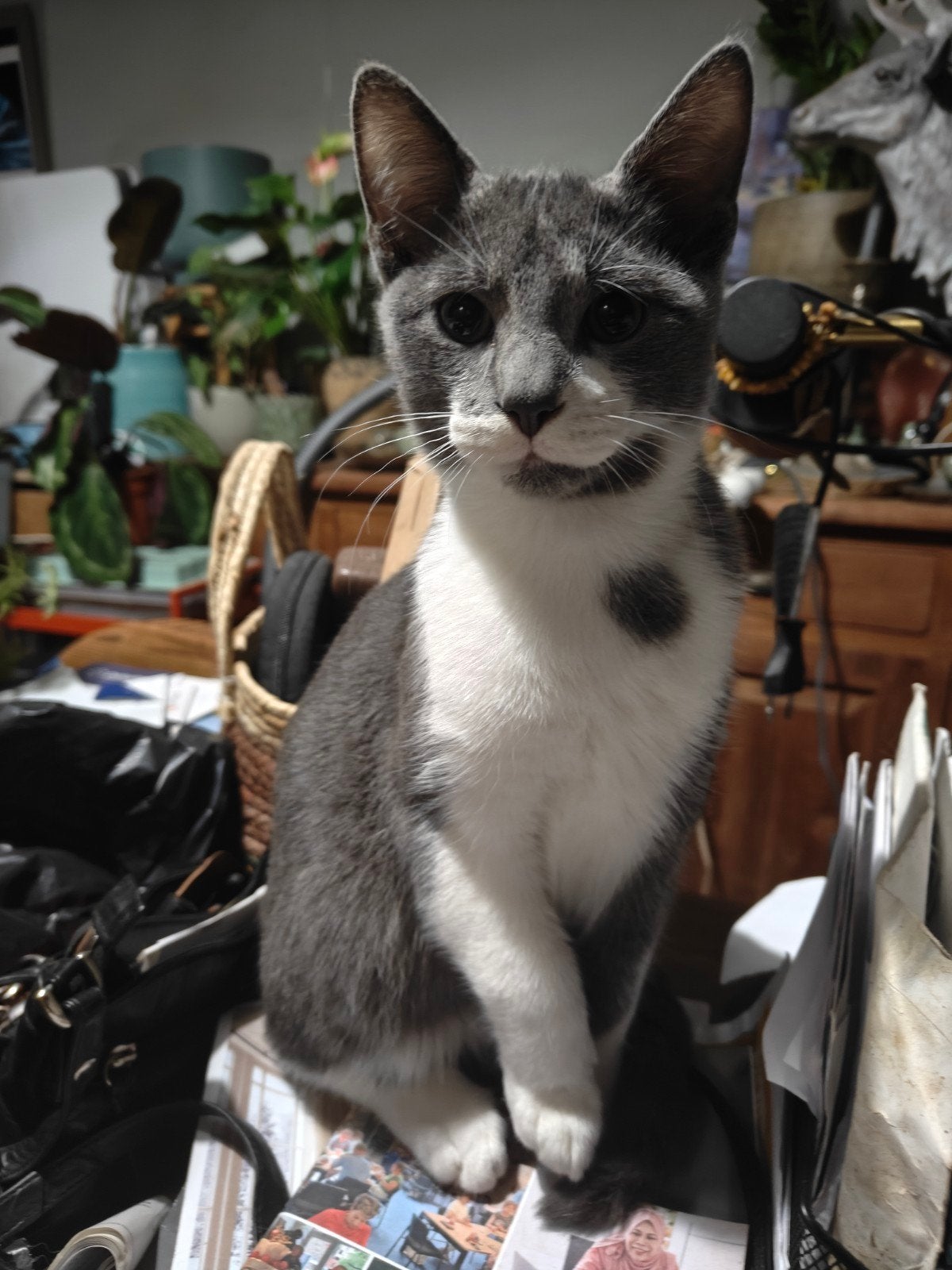 Kittens, Blauwe Rus x Grijs witte Britse Korthaar, Meerdere dieren, Kortharig, 0 tot 2 jaar