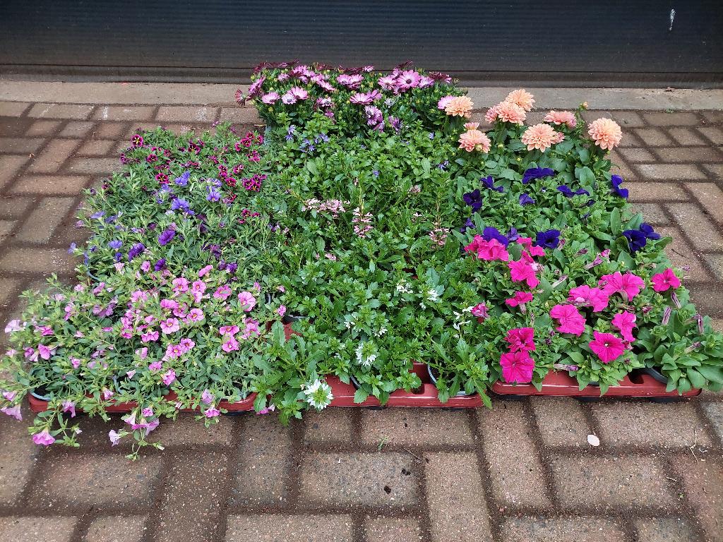 Perkplanten: Spaanse Margriet/Scaevola/Petunia/Calibrachoa, Tuin en Terras, Volle zon, Eenjarig, Zomer, Ophalen