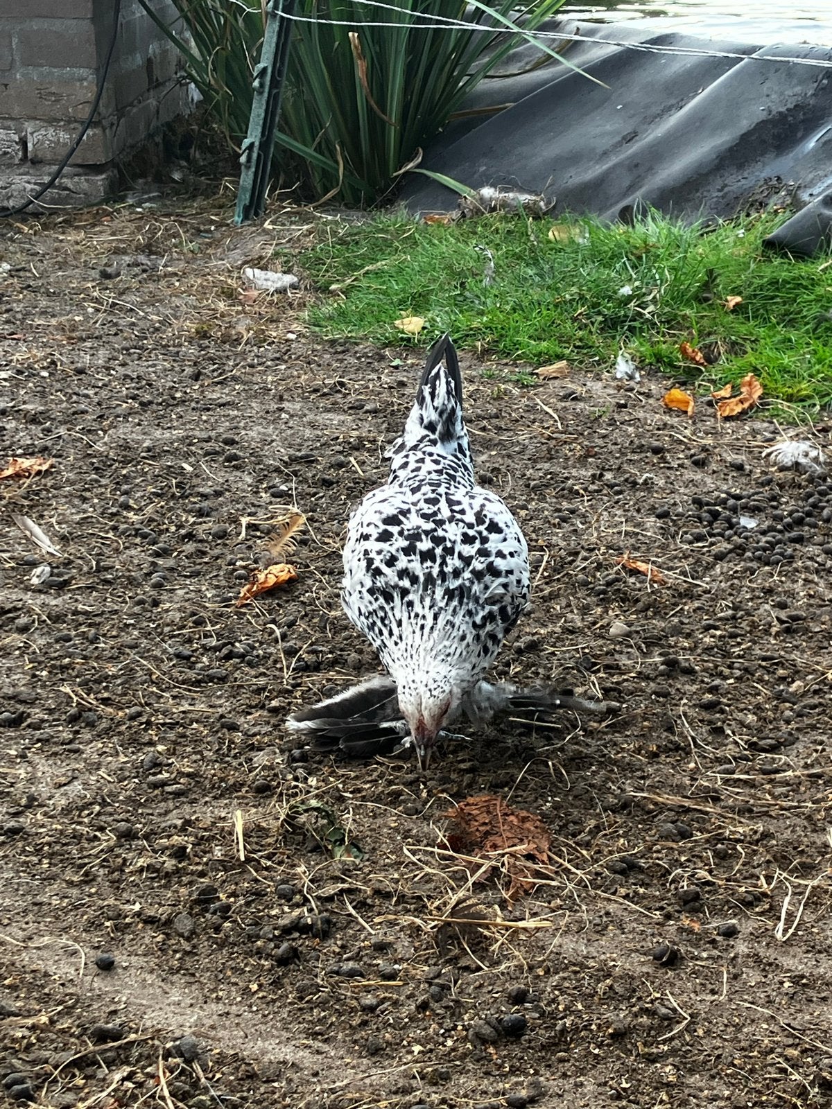 Sabelpootkriel, Dieren en Toebehoren, Pluimvee, Meerdere dieren, Kip