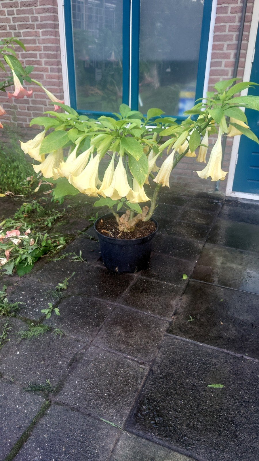 brugmansia geel volwassen plant met stekken, Ophalen, Overige soorten