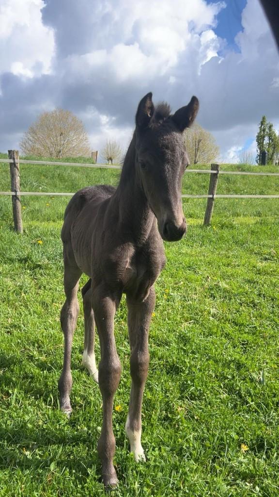 12 jarige KWPN merrie met veulen, Dieren en Toebehoren, Paarden, Merrie, Met stamboom, M, Dressuurpaard