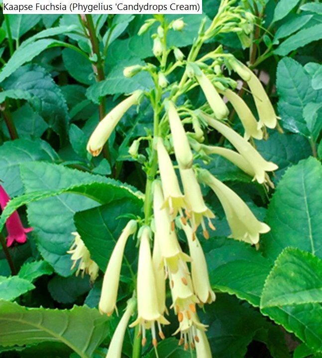 tuinplanten, Volle zon, Vaste plant, Zomer, Ophalen