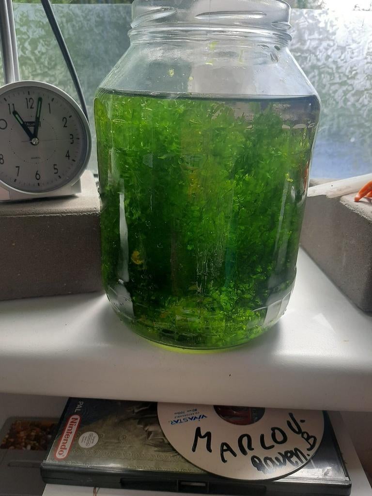 Levermos met minimaal 20 garnalen, Dieren en Toebehoren, Vissen | Aquaria en Toebehoren, Ophalen, Nieuw, Overige typen