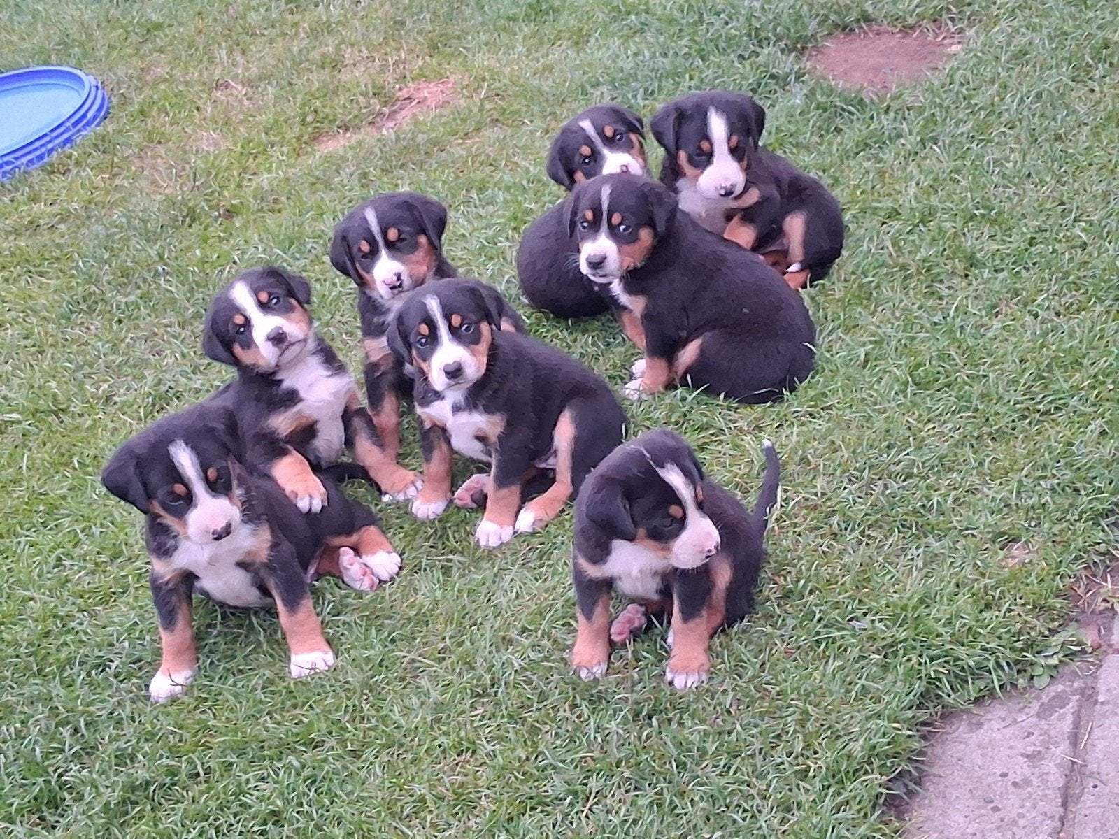 Superlieve, mooie Grote Zwitserse Sennen pups, Dieren en Toebehoren, Meerdere, Meerdere dieren, Nederland, Particulier
