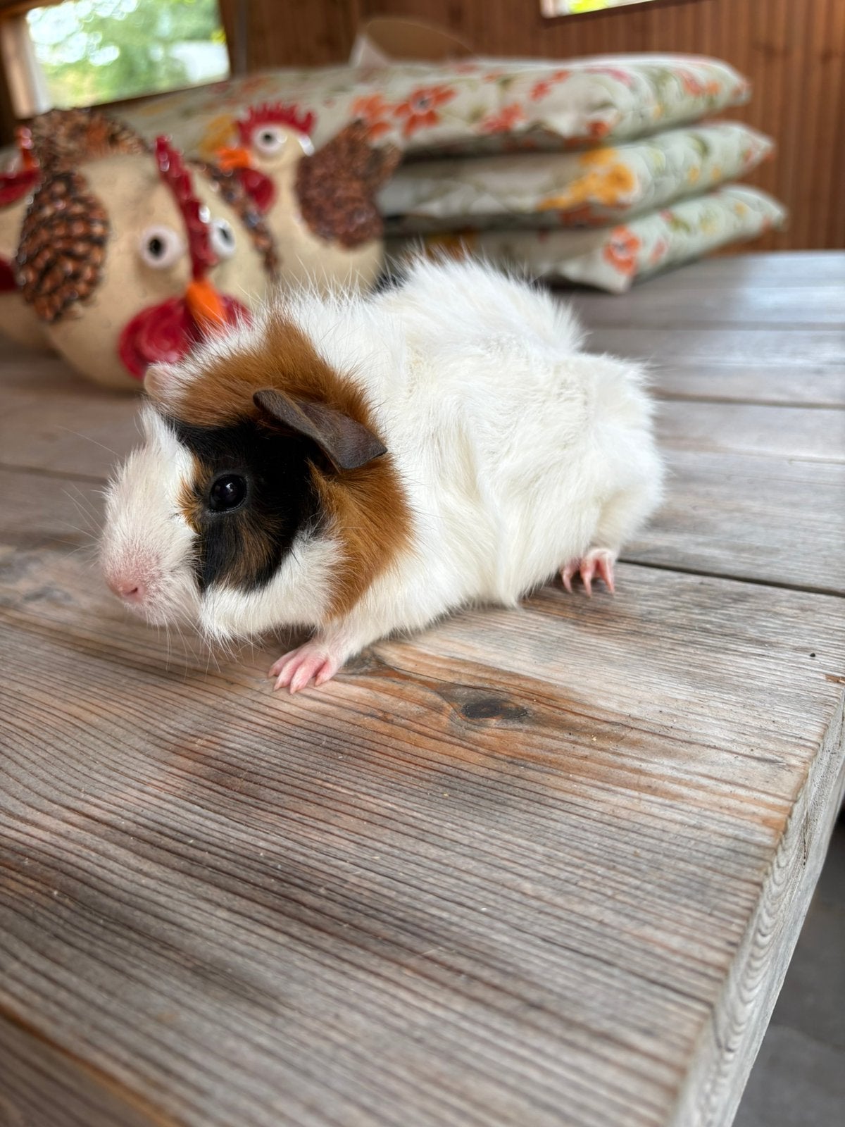 Jing borstel cavia zeugje te koop, Dieren en Toebehoren, Knaagdieren, Cavia, Augustus, Vrouwelijk, Tam