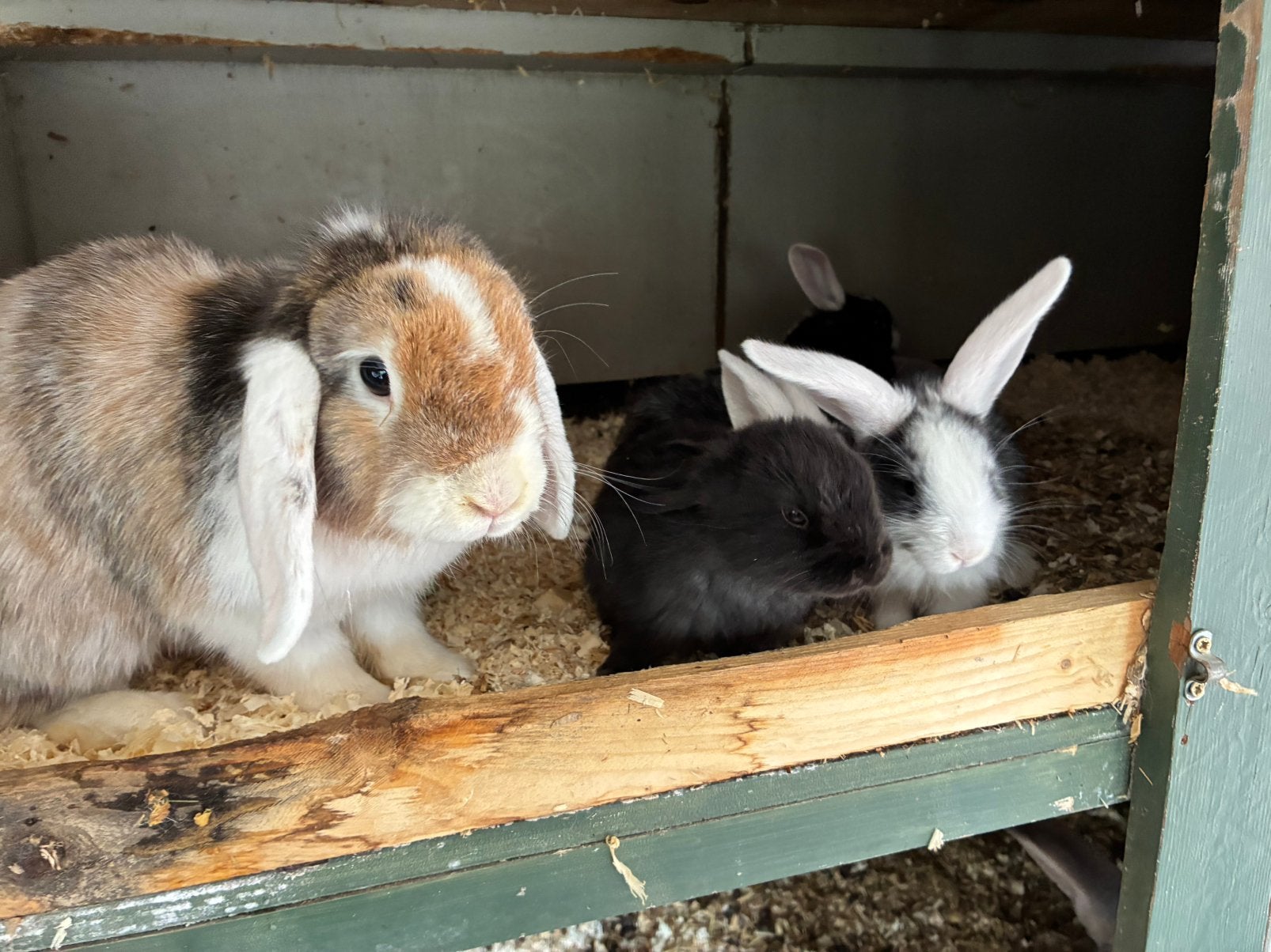 Nestje Dwerghanghoor Konijntjes, Dieren en Toebehoren, Meerdere dieren, Dwerg