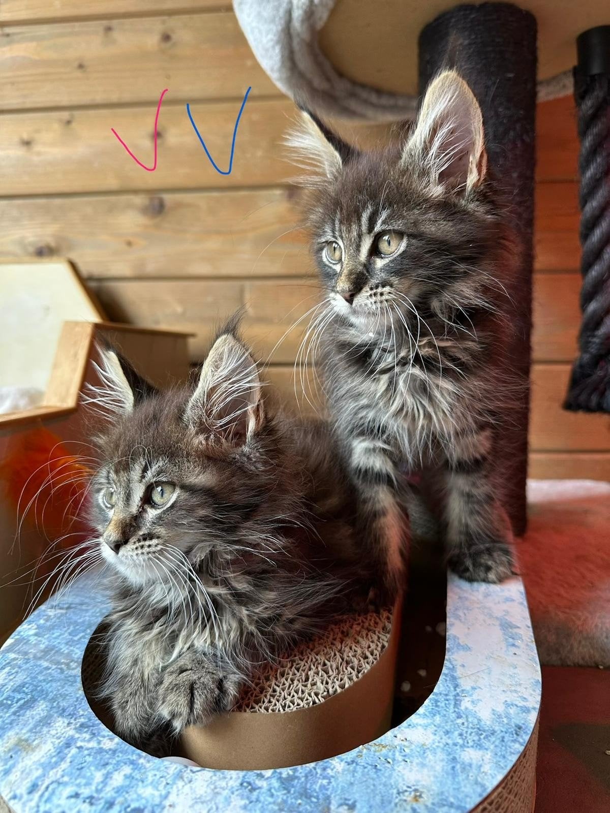 4 prachtige maine coon kittens met stamboom, Meerdere dieren, Met stamboom, 0 tot 2 jaar