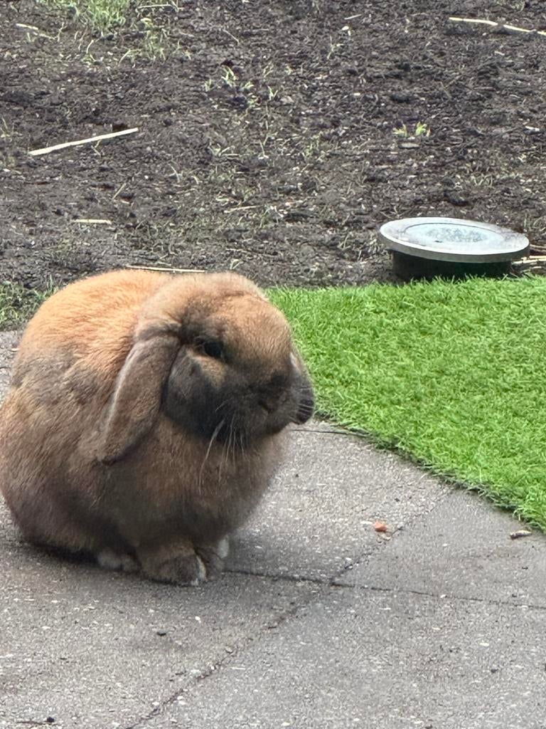 konijn, Meerdere dieren, Dwerg