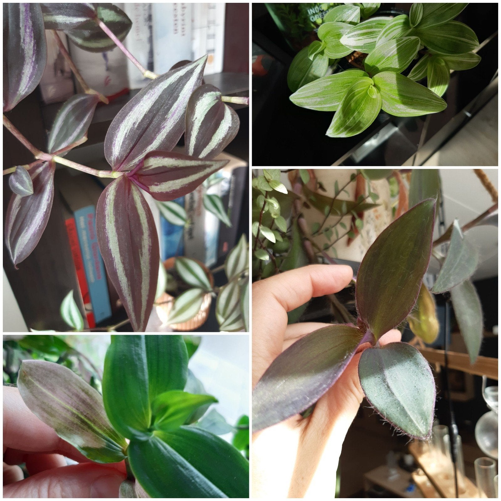tradescantia stekjes 3 stuks 1 euro, Huis en Inrichting, Ophalen of Verzenden, Halfschaduw, Minder dan 100 cm