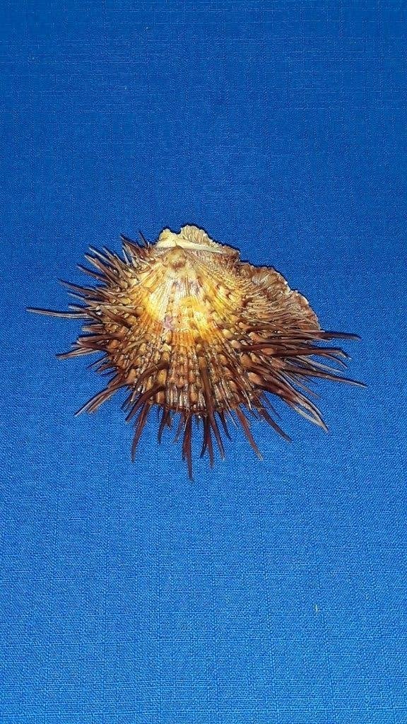 Schelpen, Spondyslus visayensis,, Ophalen of Verzenden, Schelp(en)