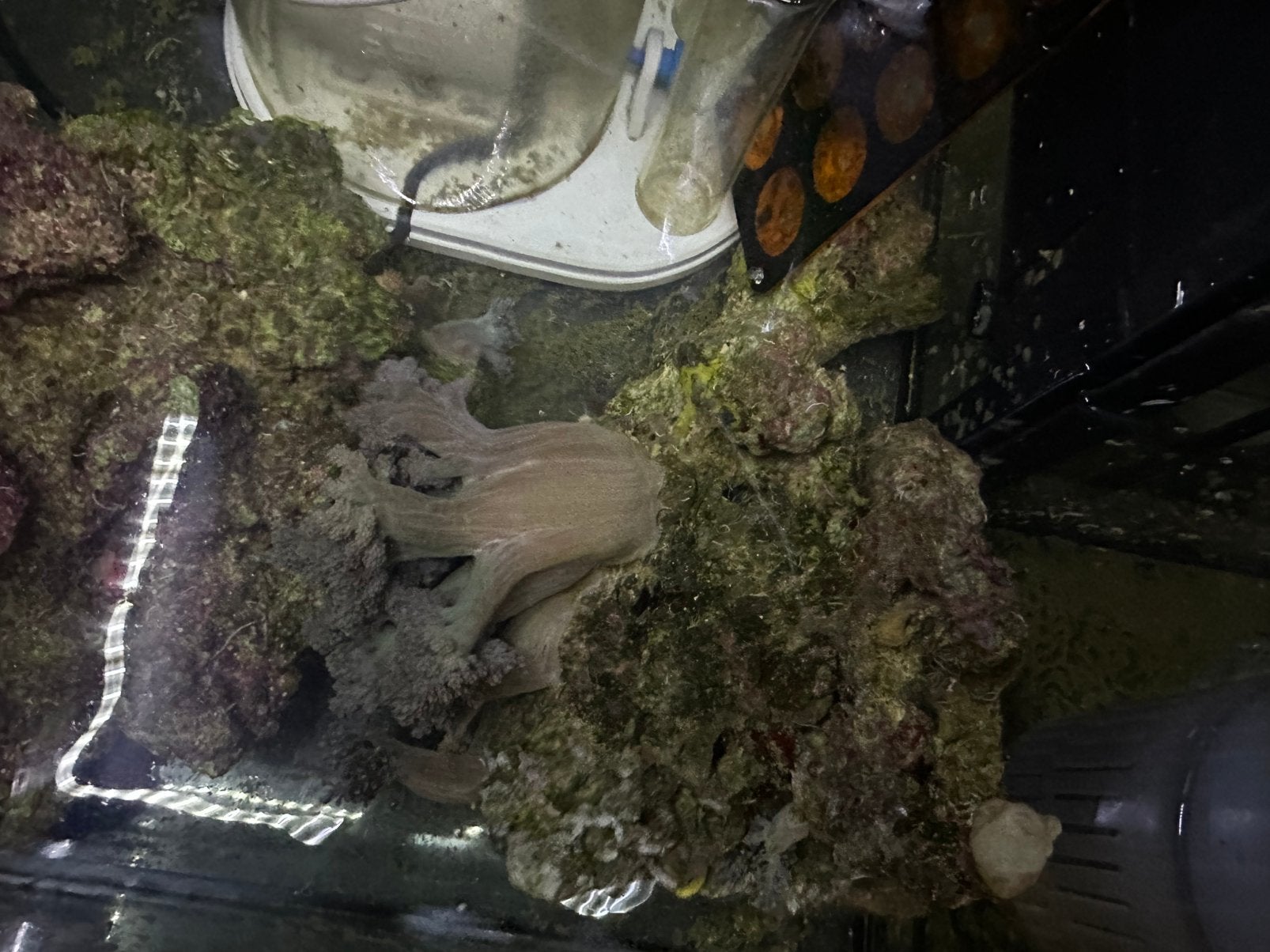 Levend steen 5 kilo met keniboom, Slang