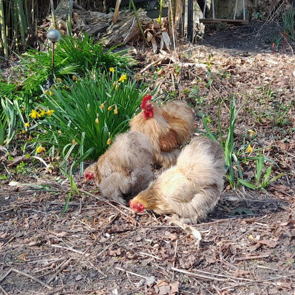 Broedeieren Cochin krielkip ZIJDEVEER, Dieren en Toebehoren, Pluimvee, Kip, Geslacht onbekend