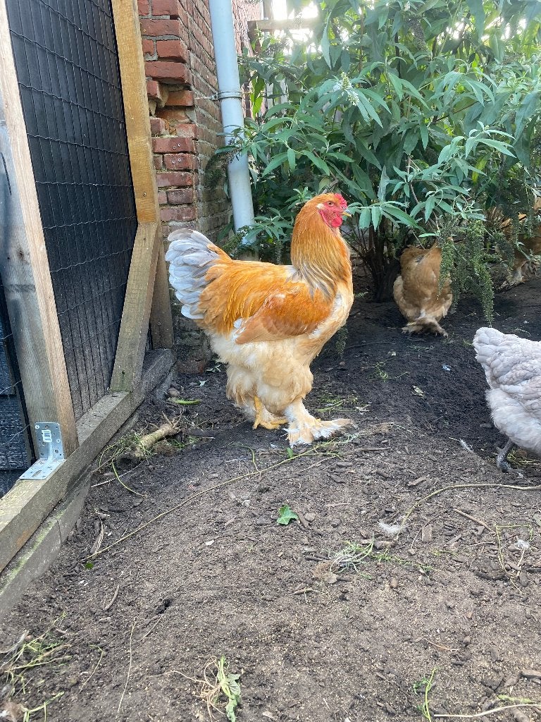 Brahma haan Colombian Buff blauw, Mannelijk, Kip