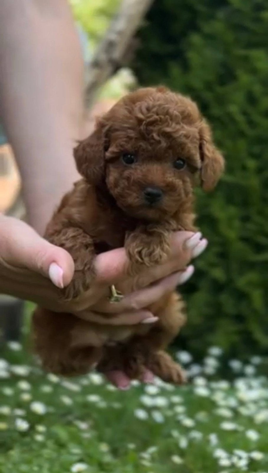 Mini Toy Poedel teefje, Poedel, 8 tot 15 weken, Teef, Parvo