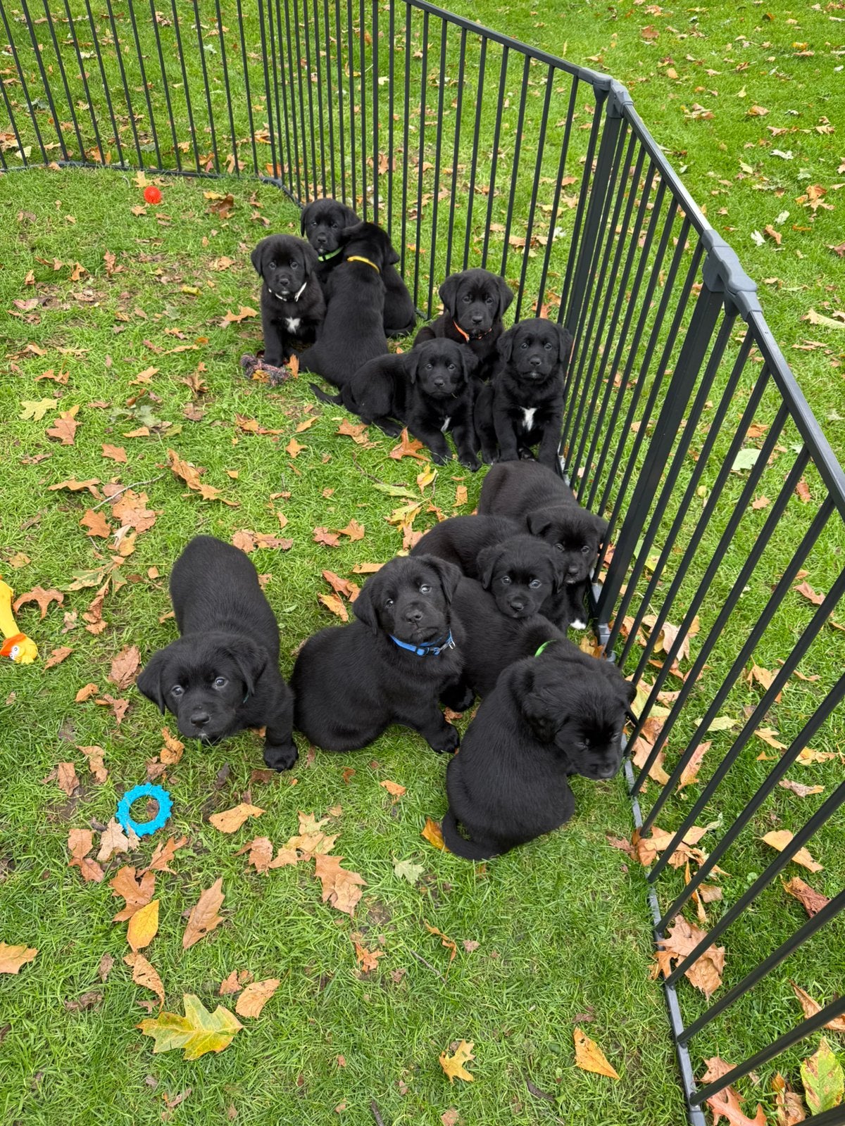 Prachtige Boulab pups  Labrador x Berner Sennen, Dieren en Toebehoren, 8 tot 15 weken, Groot, CDV (hondenziekte), Meerdere