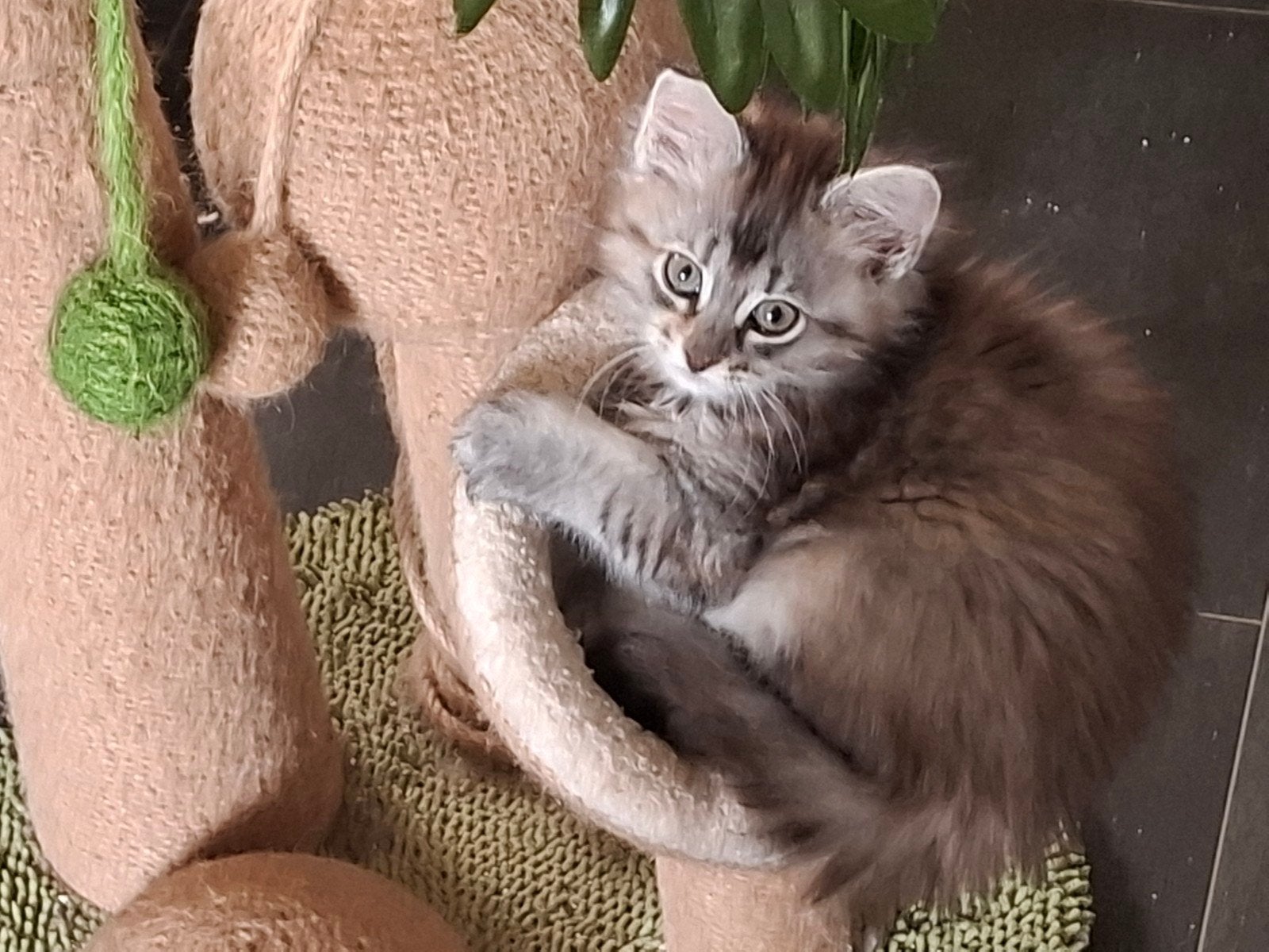 Maine coon kittens, Dieren en Toebehoren, Katten en Kittens | Raskatten | Langhaar, Meerdere dieren, Gechipt