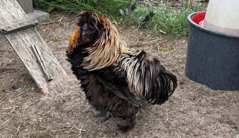 2 Zijdehoen hanen, Dieren en Toebehoren, Mannelijk, Kip